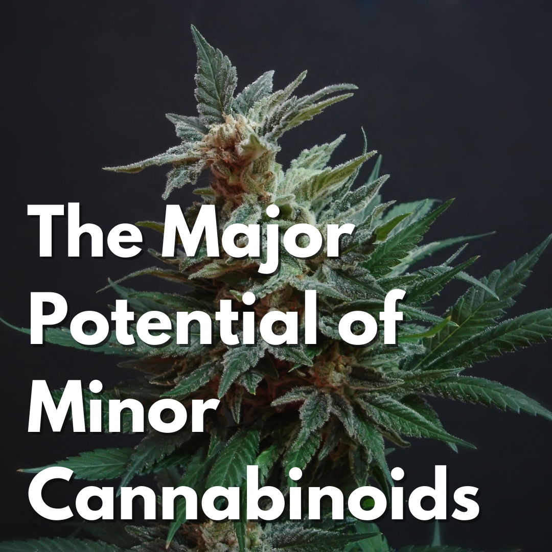 The Major Potential Of Minor Cannabinoids – Power Biopharms